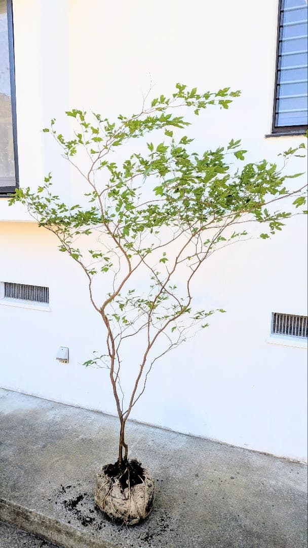 新春特価！極美。山採りシロモジ。