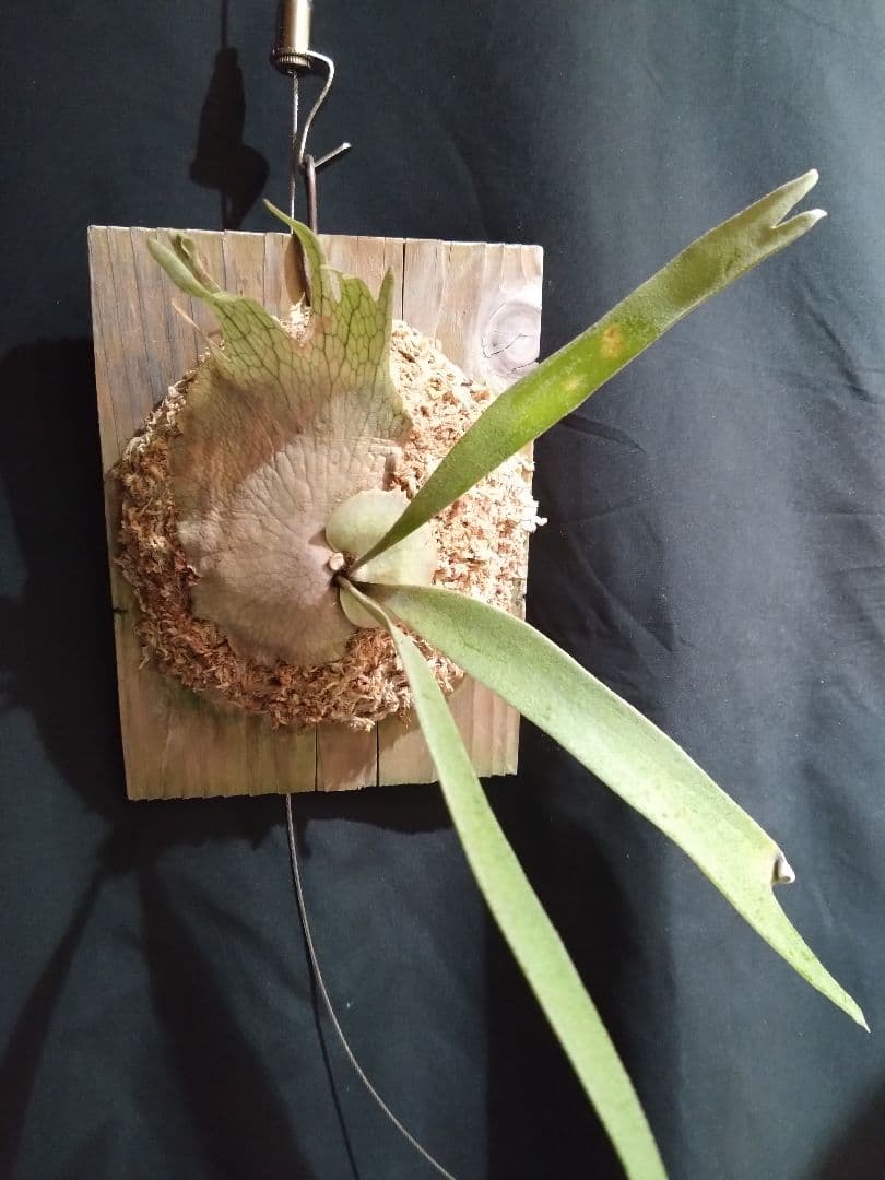 ビカクシダ子株 P. veitchii Auburn