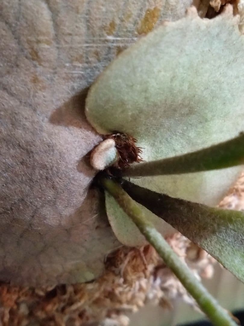 ビカクシダ子株 P. veitchii Auburn