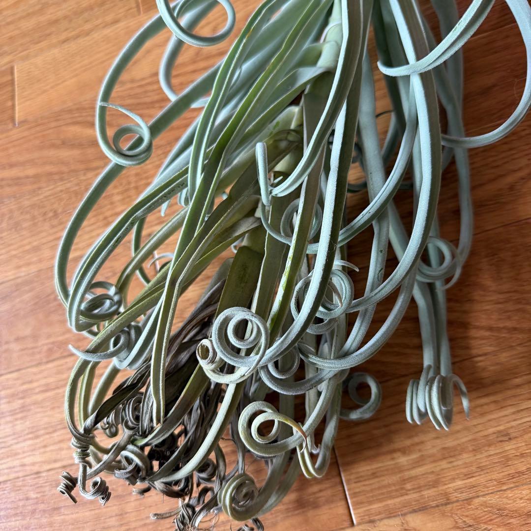 チランジア ドゥラティ 大株 超ロング 希少サイズ 現品