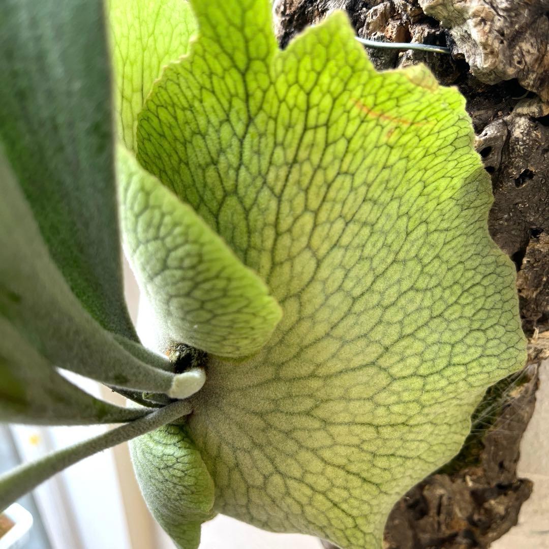 ビカクシダ　ペドロタツタ　コルク付け