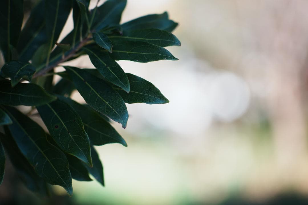 【整備＆テスト】Nikon Ai-s Nikkor 105mm F2.5 708