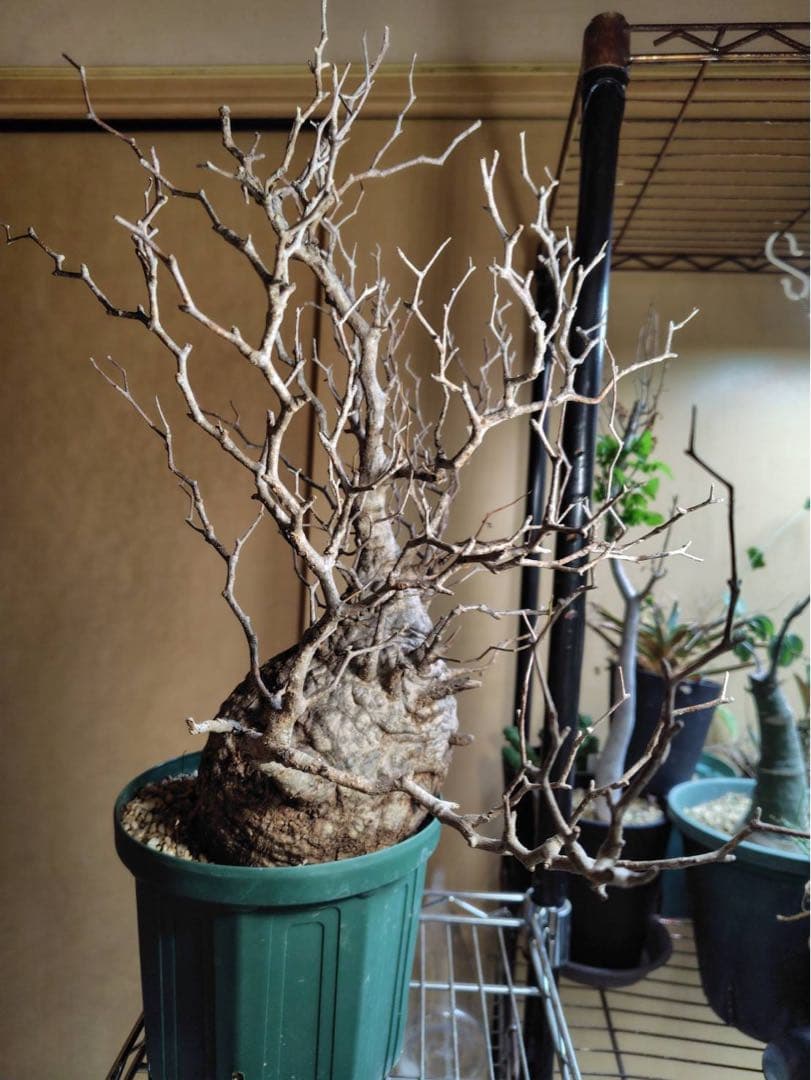 オペルクリカリア　パキプス　現地株 幹幅約13.5cm 高さ約33cm