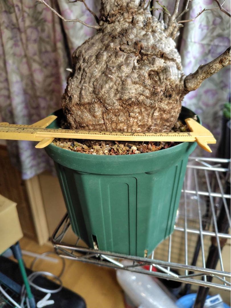 オペルクリカリア　パキプス　現地株 幹幅約13.5cm 高さ約33cm