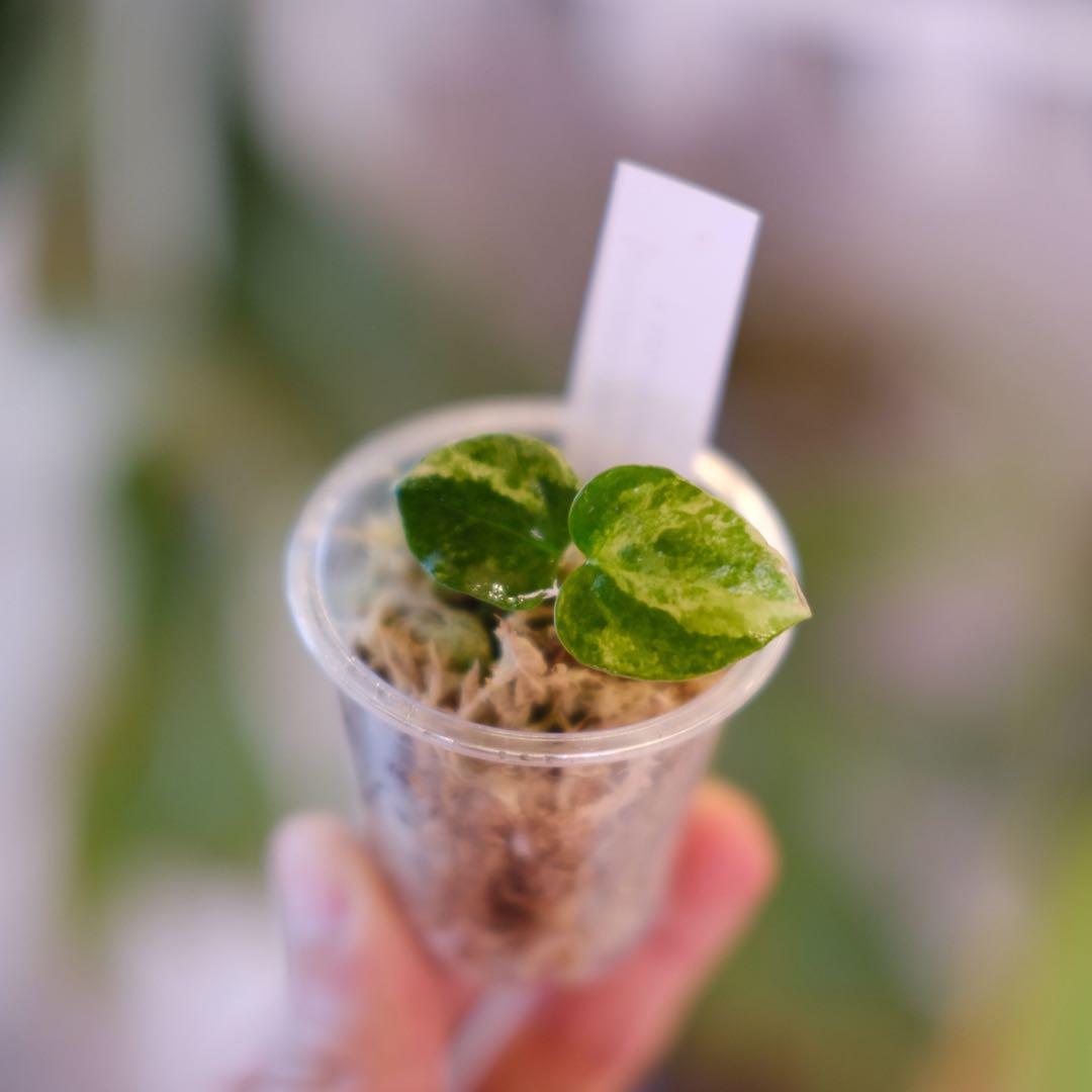 A.(Papi var×Cry marble) × (Besseae×Papi)