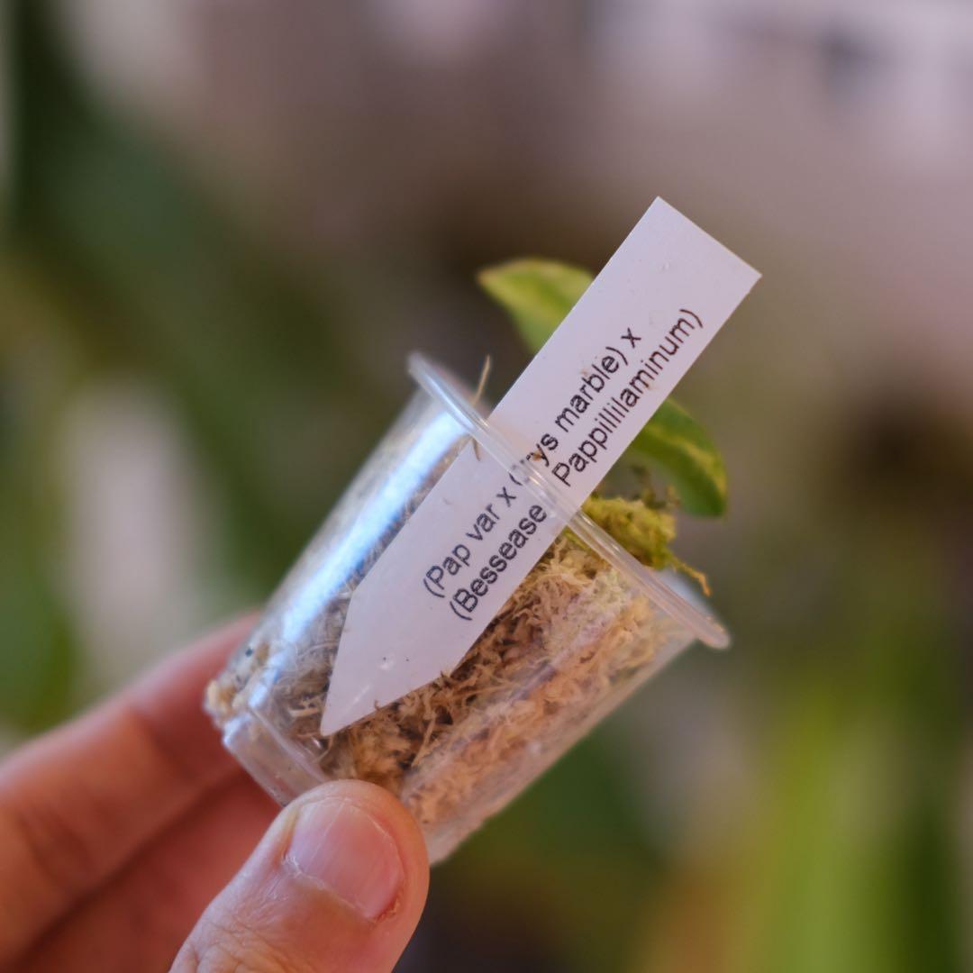 A.(Papi var×Cry marble) × (Besseae×Papi)