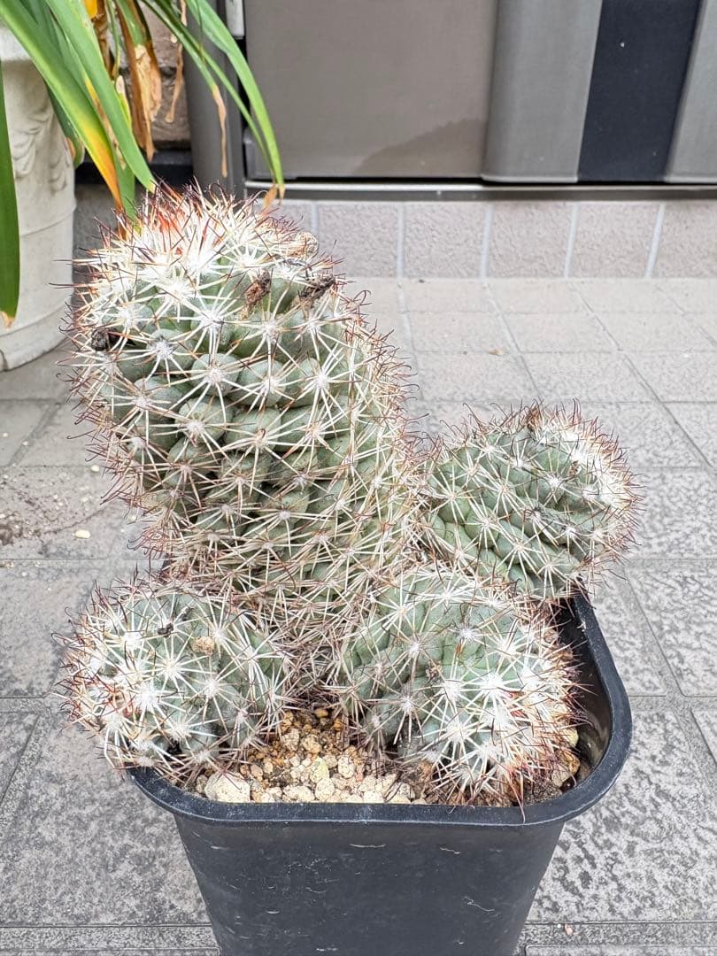 【一点物】‼️実生 コレクション ミラリア白刺蓬莱宮 特選大株 花サボテン