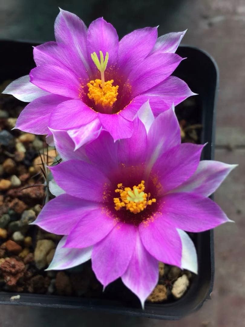 【一点物】‼️実生 コレクション ミラリア白刺蓬莱宮 特選大株 花サボテン