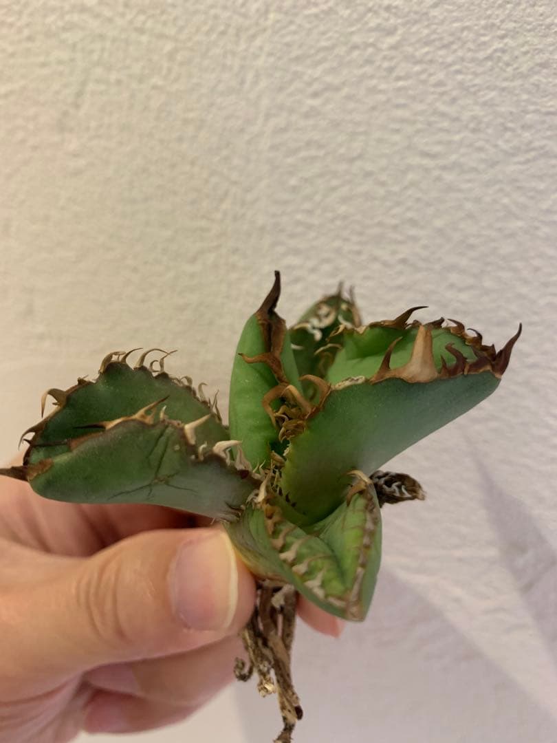 【goodtaniku】オアハカ実生