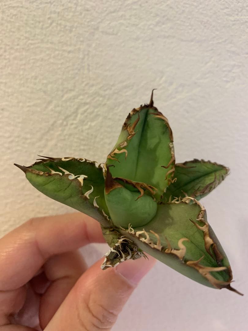 【goodtaniku】オアハカ実生