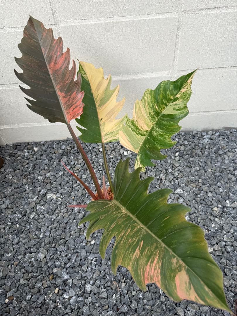 幸*様 フィロデンドロン　キャラメル　マーブル(大株)