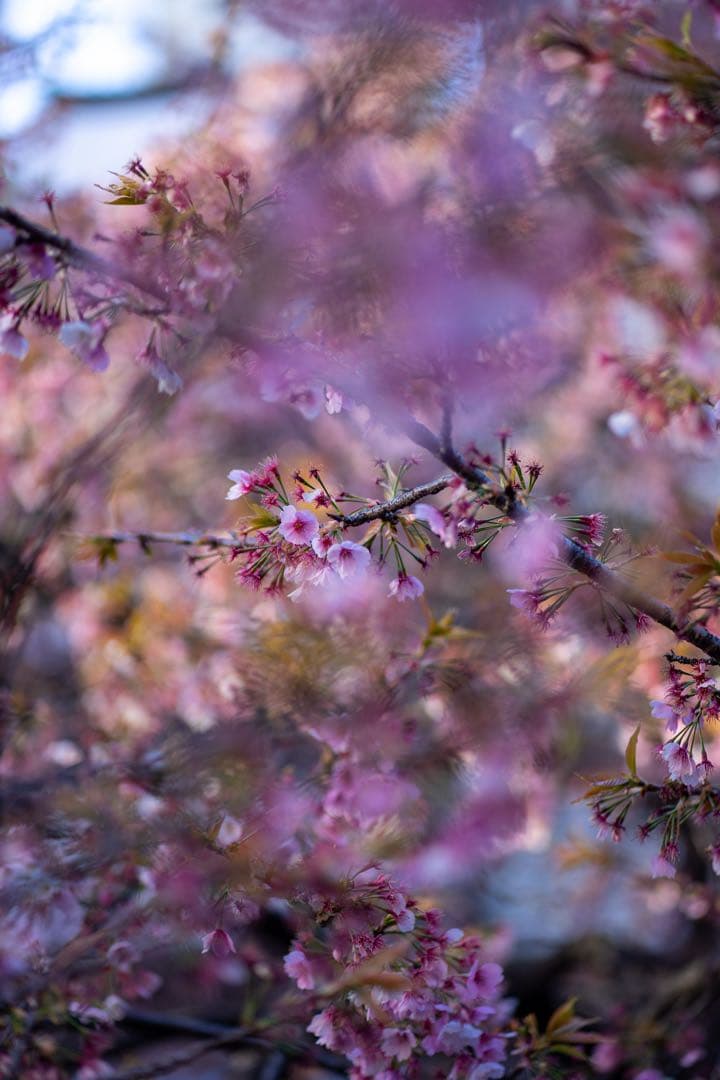 Sony FE 1.8/85 Eマウントレンズ