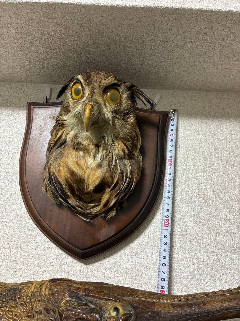 シベリアワシミミズク　剥製　頭部　ハンティングトロフィー　ミミズク　フクロウ