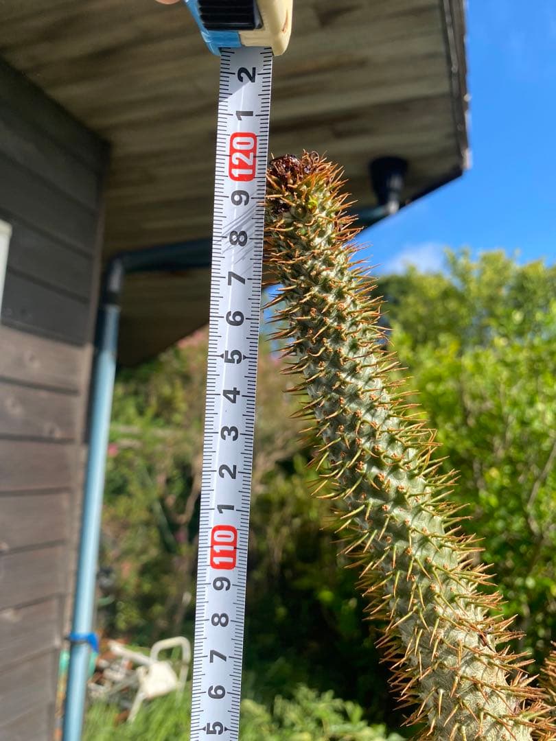 パキポディウム ラメレイ (ラメレー)120cm多肉植物 存在感あります！