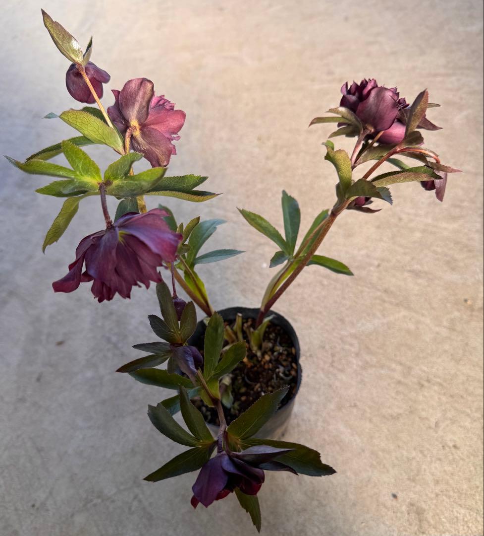 060 クリスマスローズ　開花株