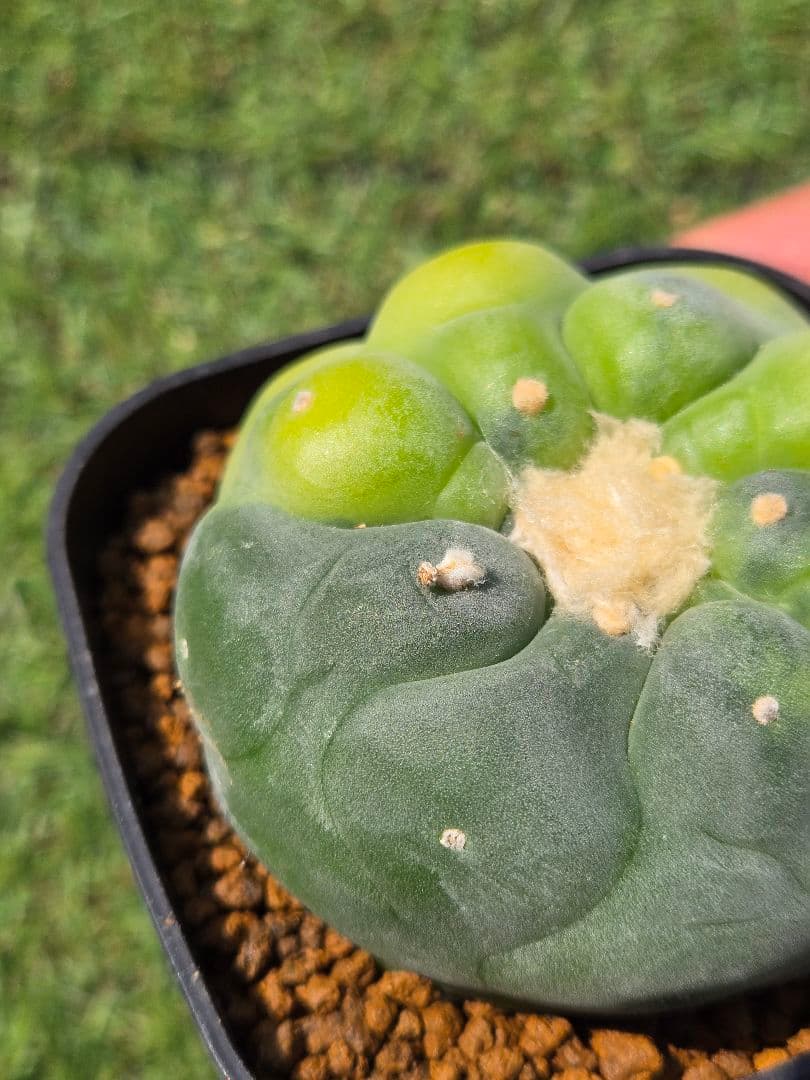 銀冠玉錦　実生　サボテン