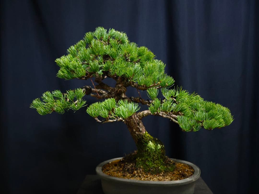 五葉松　盆栽　斜幹　葉性抜群　樹高52cm