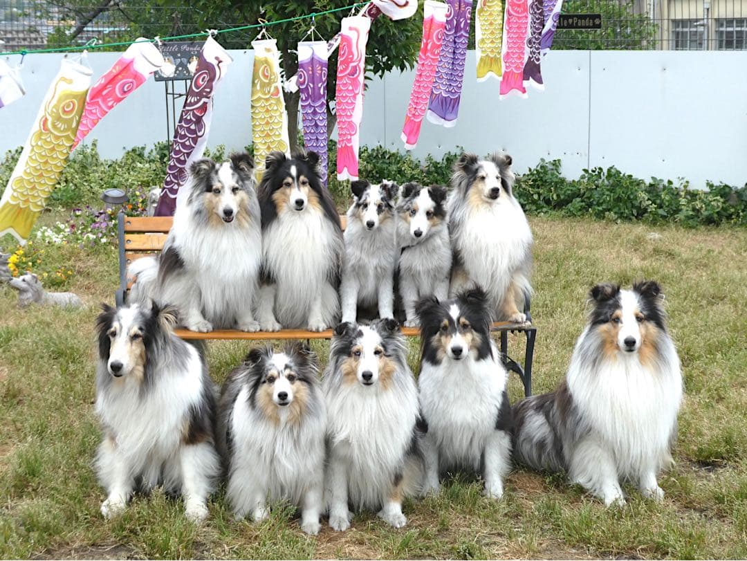 マリメッコ専用画像①②