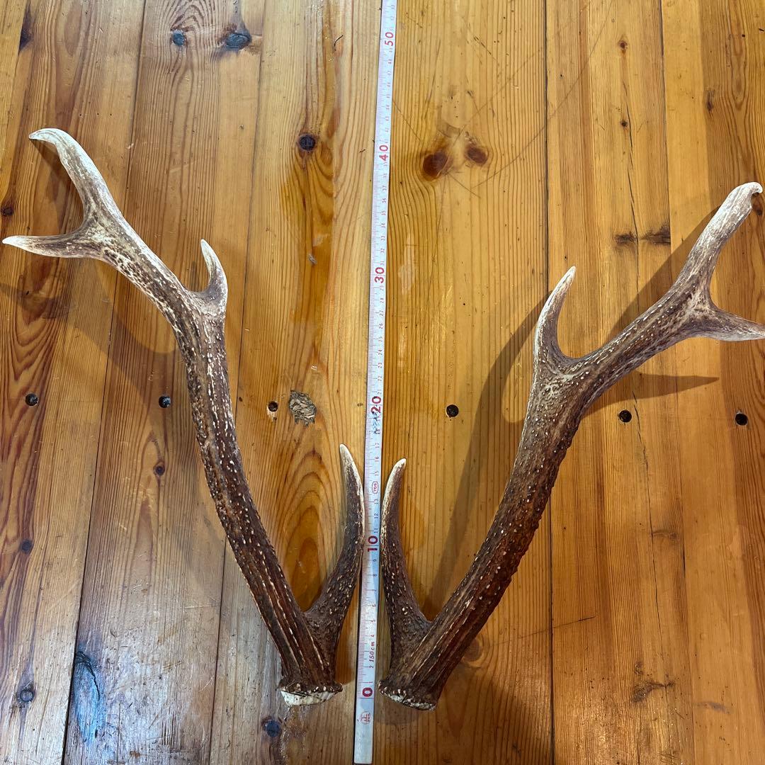 鹿の角 47cm 美品　左右セット