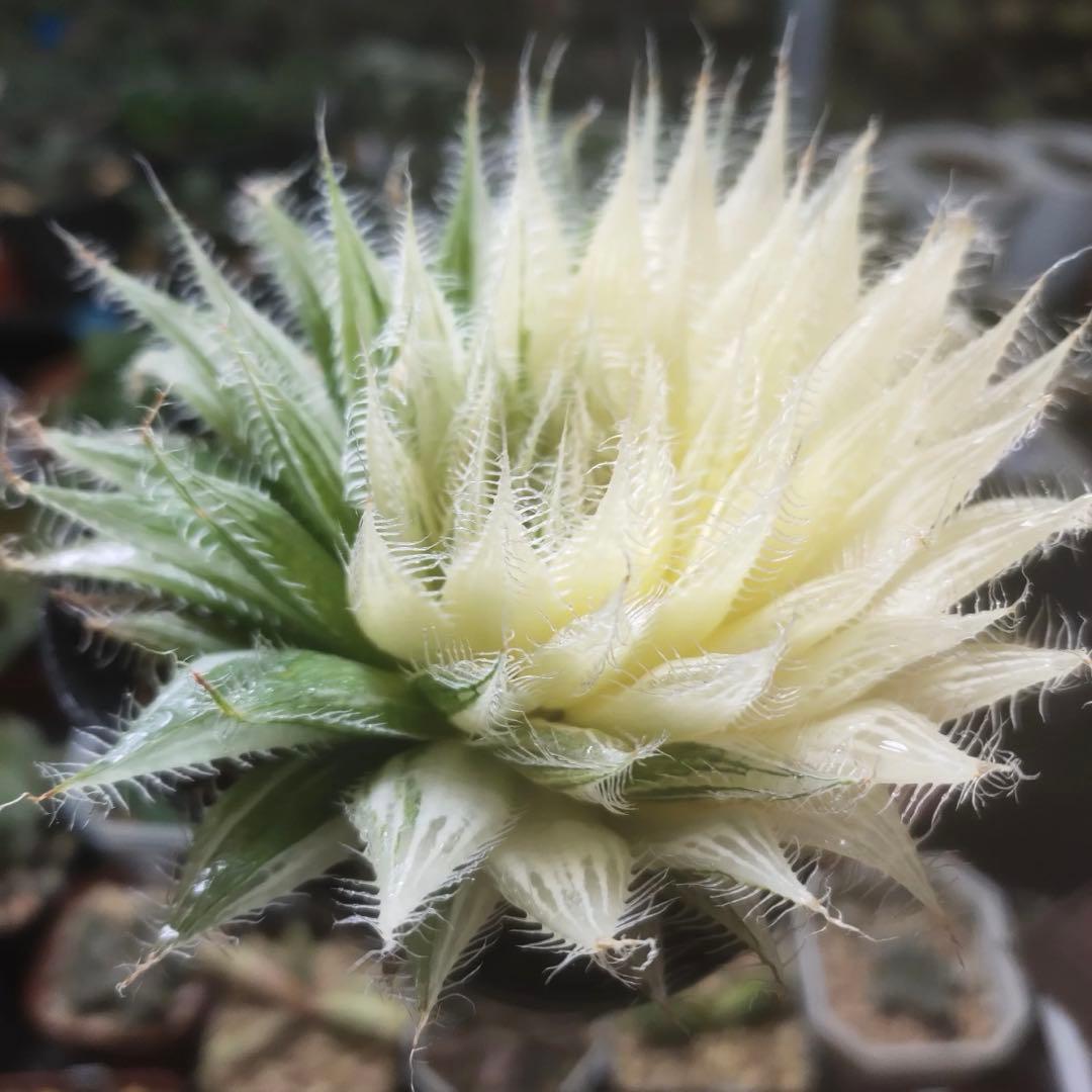 L*8様 多肉植物　ハオルチア アラネア・ギガス錦　超美品