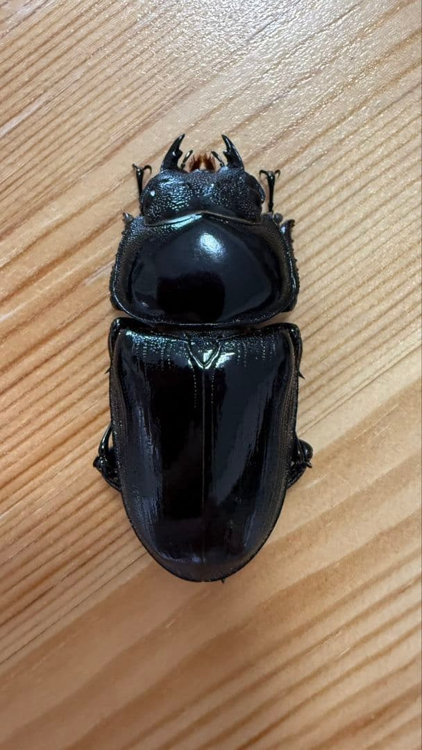 グランディスオオクワガタ　８８．２mmペア