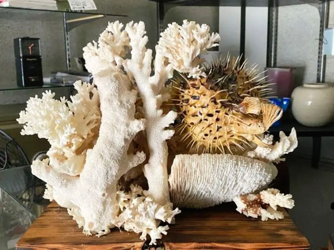 珊瑚　縁起物　昭和時代物　宝箱付き　アンティーク