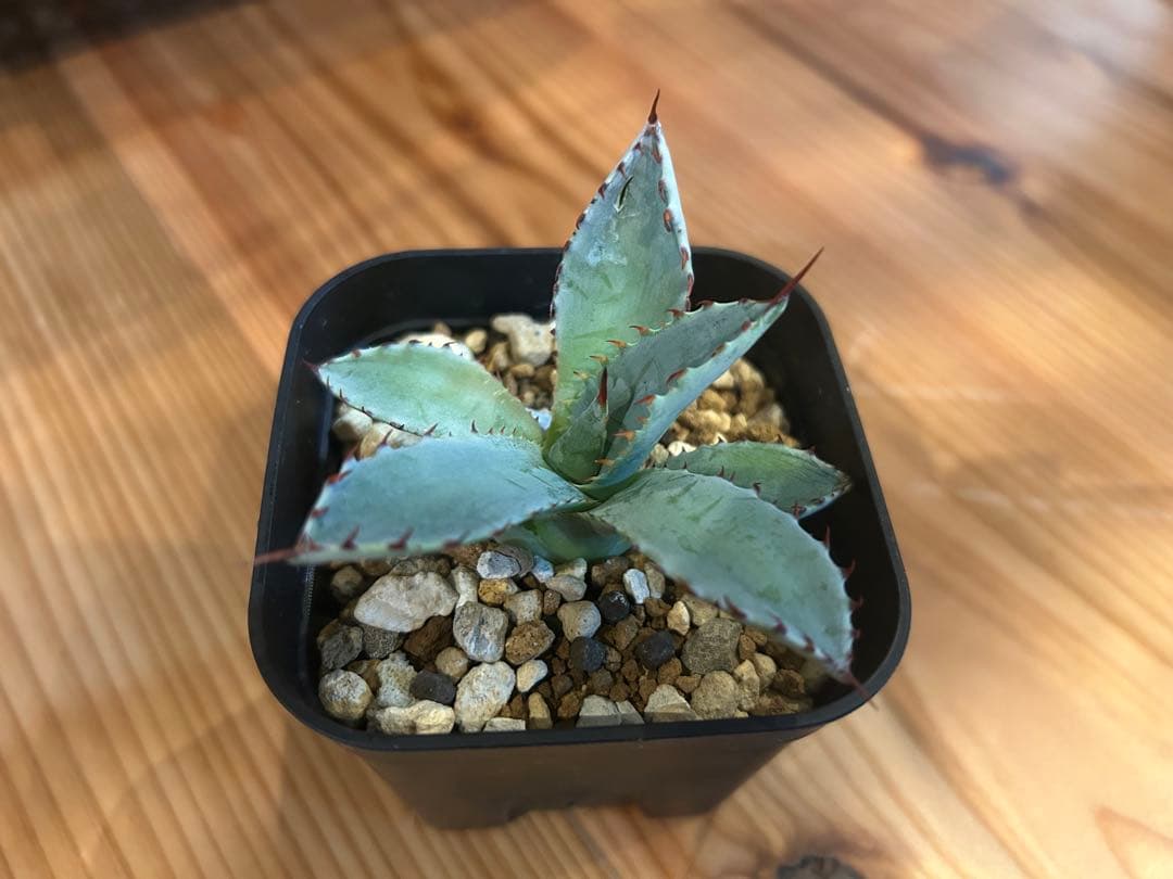 アガベ ハイブリッド株 激怒乃舞 激怒甲蟹×屈原の舞扇‼️