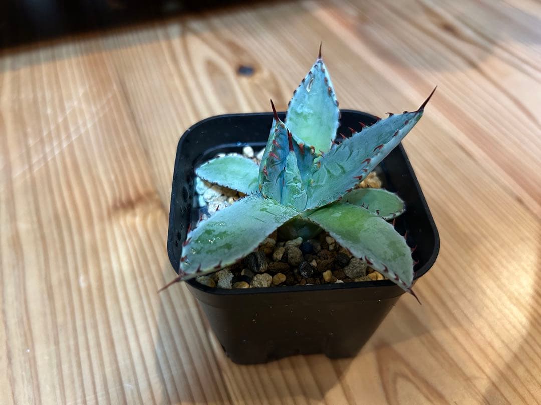 アガベ ハイブリッド株 激怒乃舞 激怒甲蟹×屈原の舞扇‼️