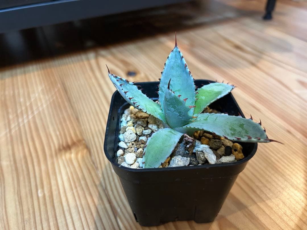 アガベ ハイブリッド株 激怒乃舞 激怒甲蟹×屈原の舞扇‼️