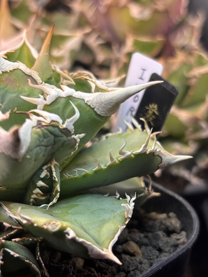 ivory w.a アイボリーivory wa ウィレム氏アガベチタノタ大白鯊