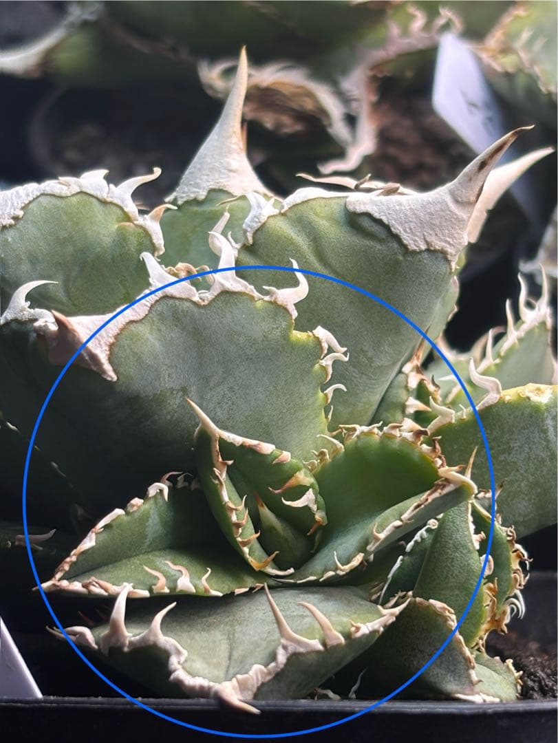 ivory w.a アイボリーivory wa ウィレム氏アガベチタノタ大白鯊