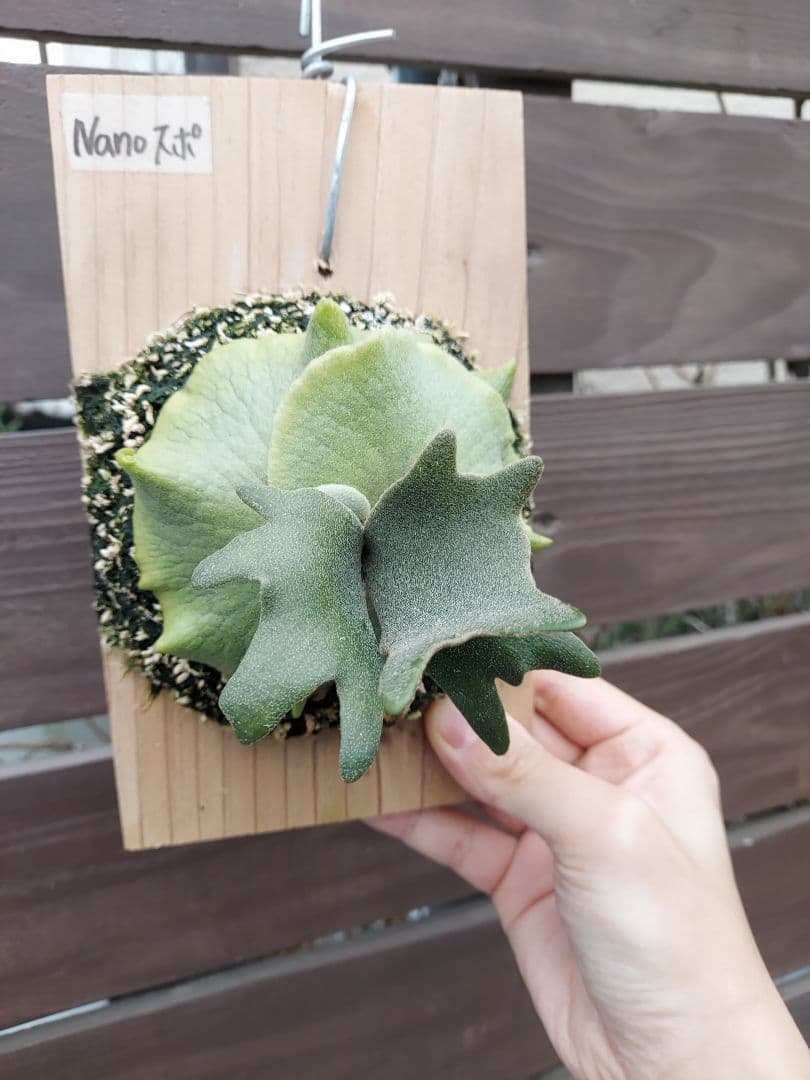 willinckii dwarf Nano　胞子培養　3　ビカクシダ