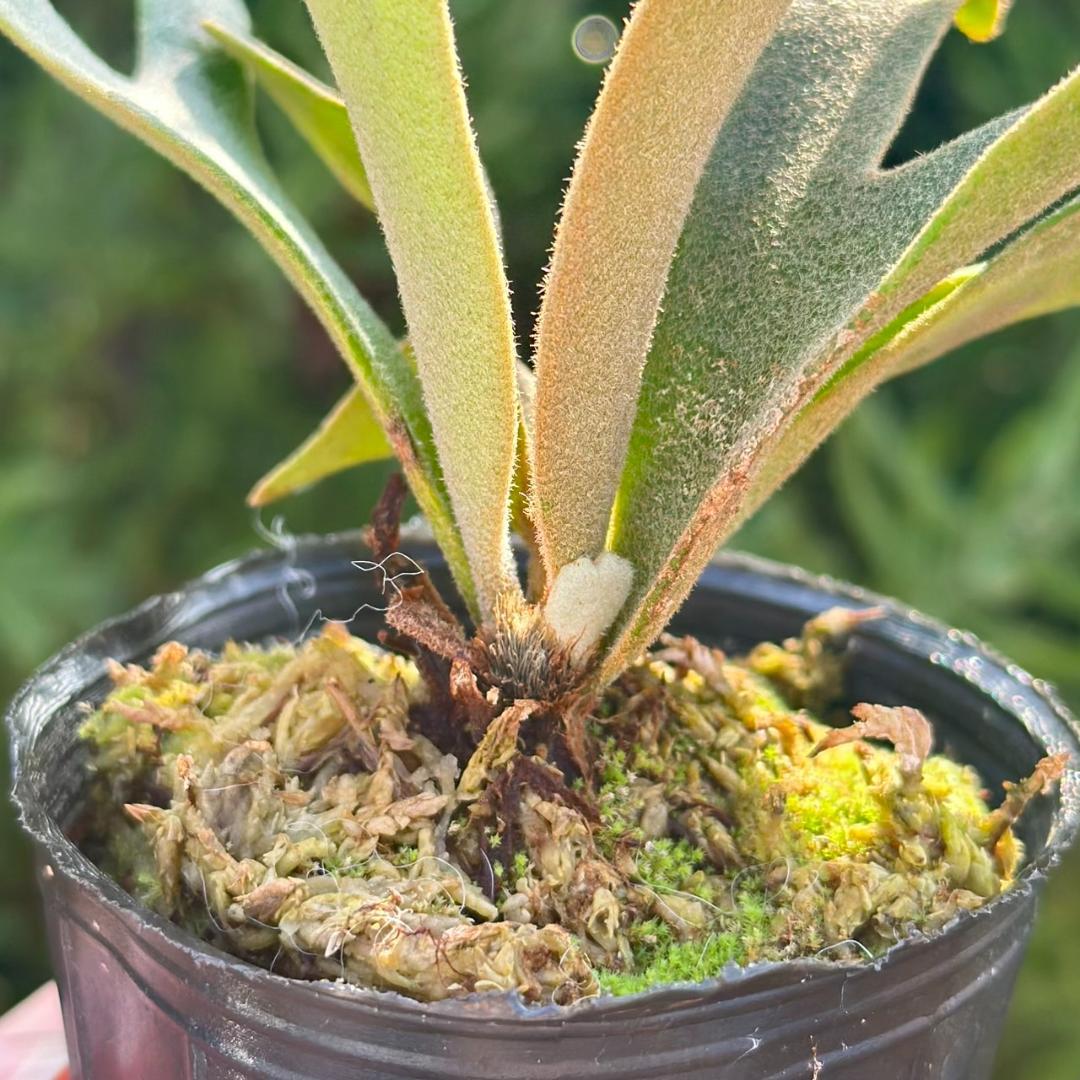 P. willinckii ’Jenny’ TC　4004