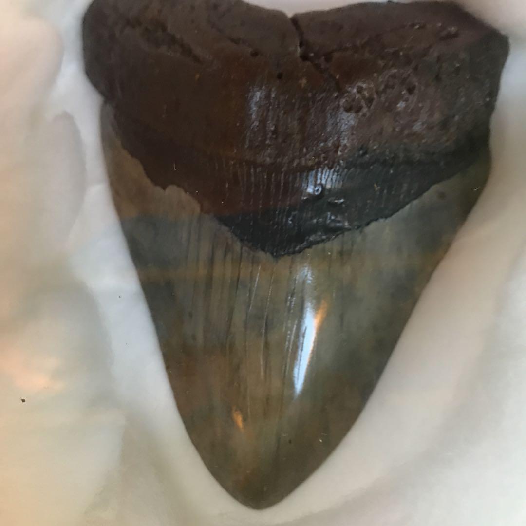 メガドロン歯の化石