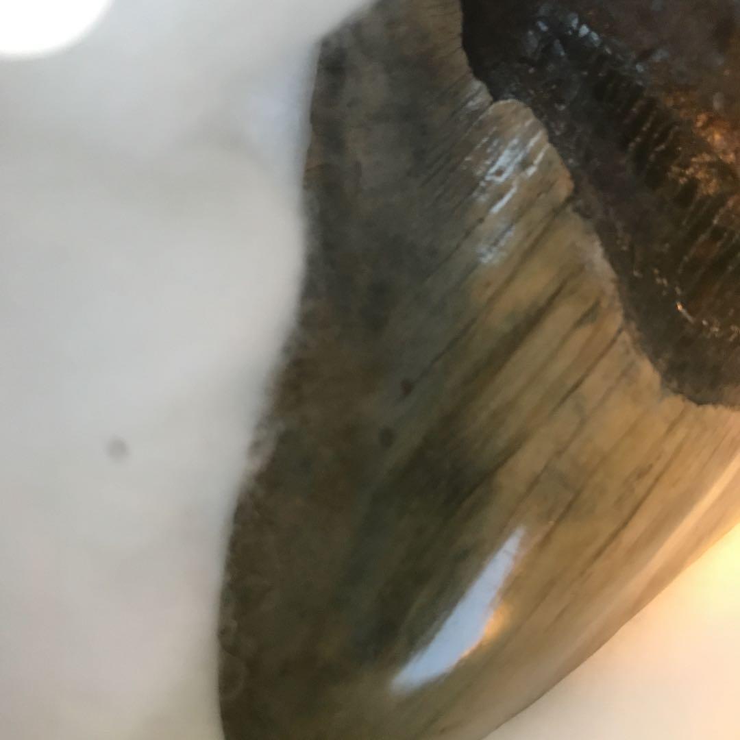 メガドロン歯の化石