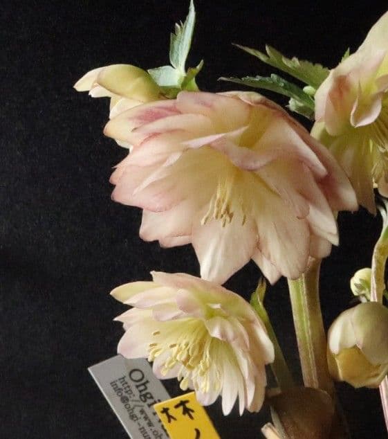 もも　クリスマスローズ　株分苗　大木ナーセリー