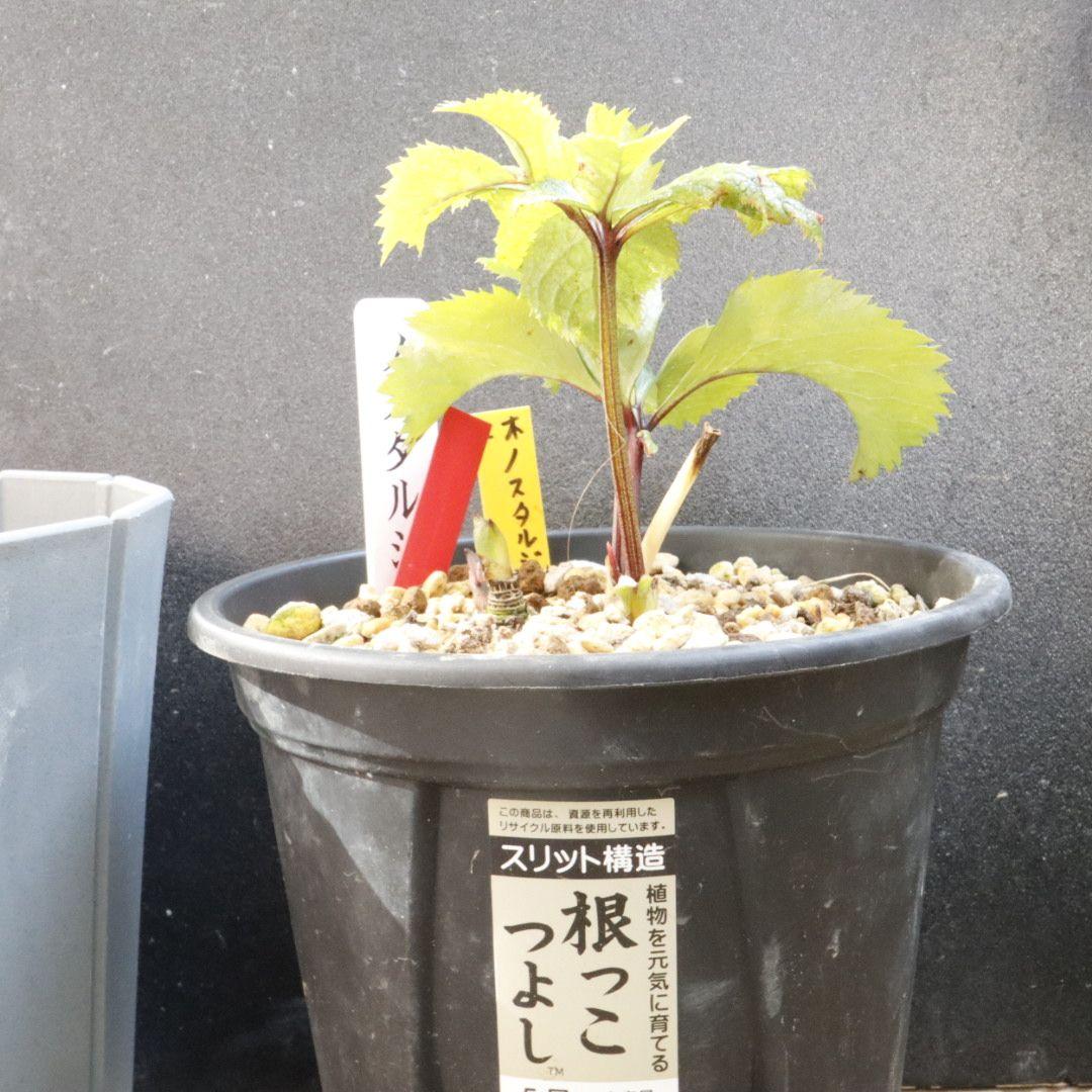 もも　クリスマスローズ　株分苗　大木ナーセリー