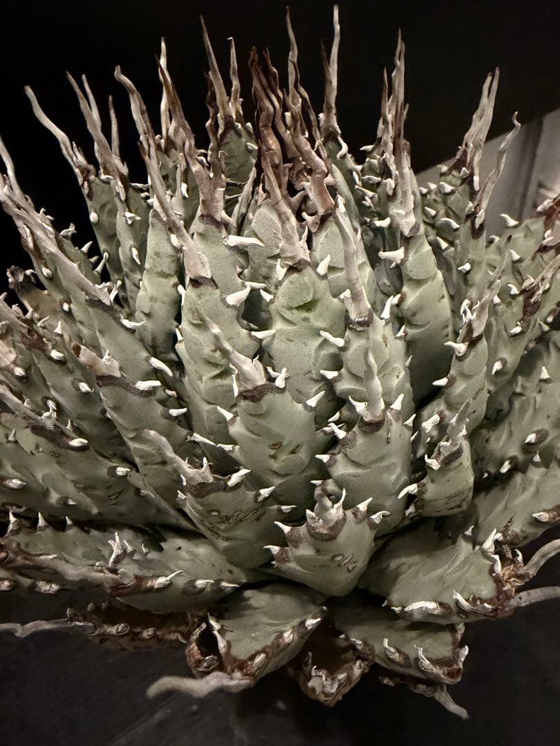 jone ページ耐寒性アガベ エボリスピナ陽炎◇短葉大株ドライガーデン