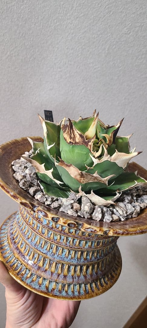 アガベ チタノタ 白犀牛 子株