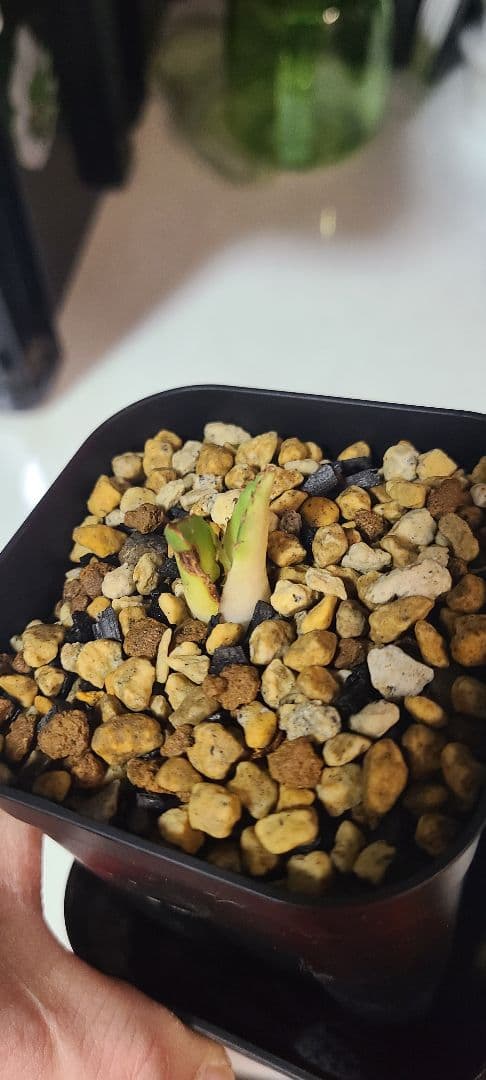 アガベ チタノタ 白犀牛 子株