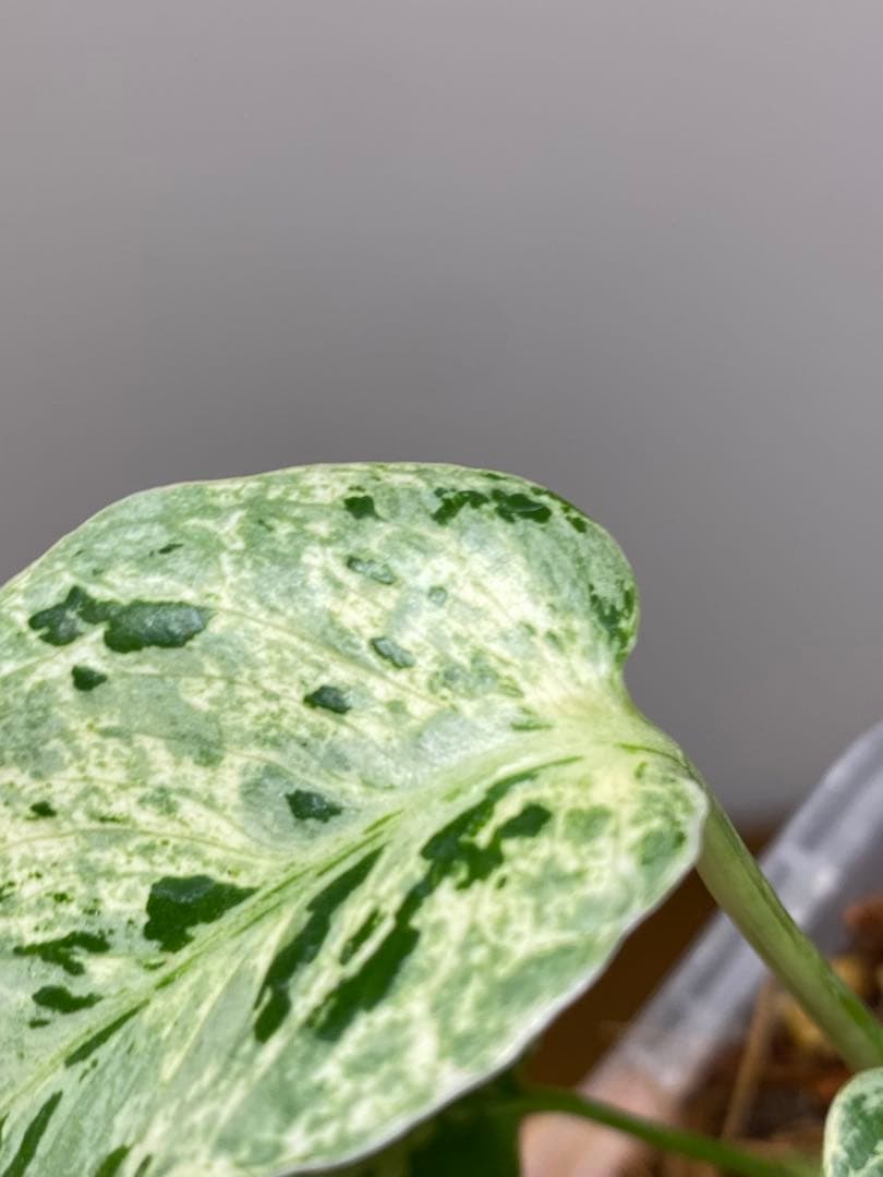 【全葉斑入り‼️】モンステラ　デリシオーサ　バルバソー　フシギダネ/ベトシオーサ