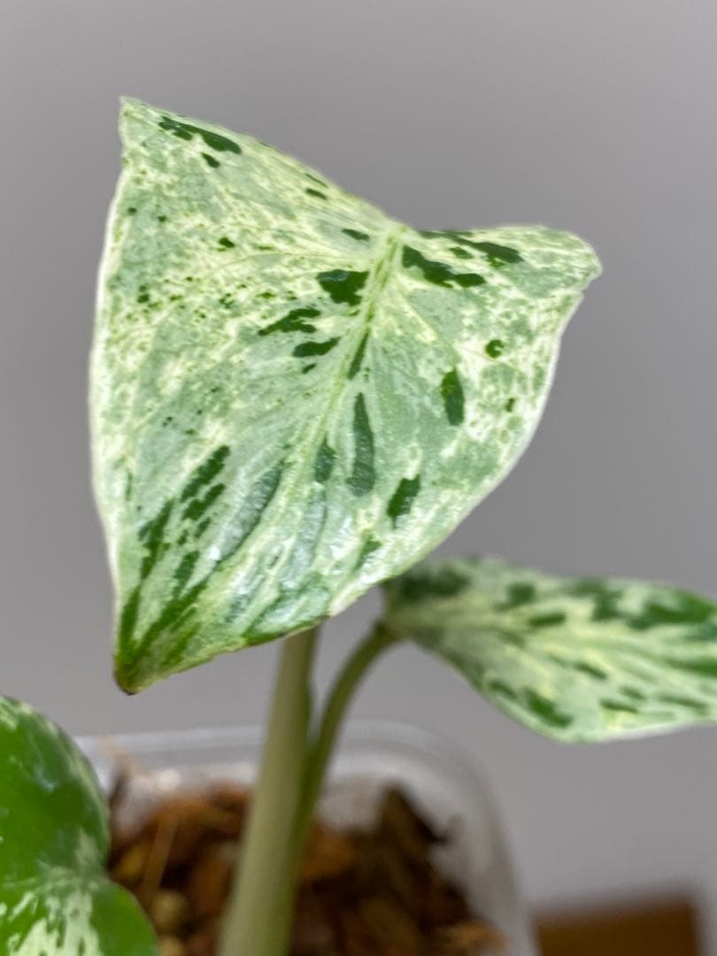 【全葉斑入り‼️】モンステラ　デリシオーサ　バルバソー　フシギダネ/ベトシオーサ