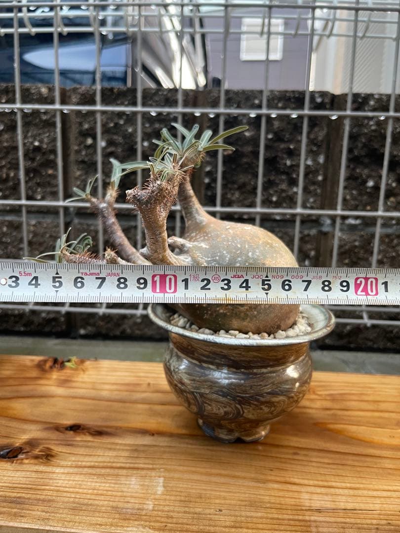 SALEパキポディウムグラキリス　発根済み