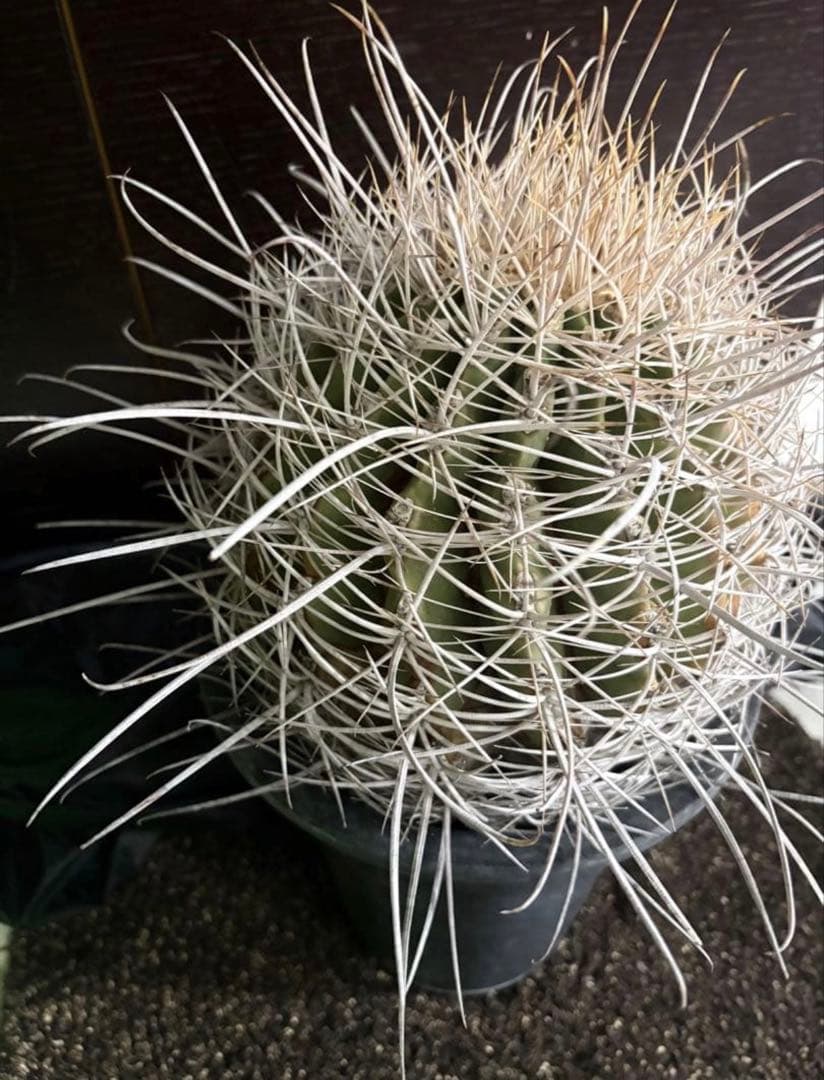 希少フェロカクタス大株サンタマリア純白刺◇ドライガーデン多肉サボテン　アガベ南国