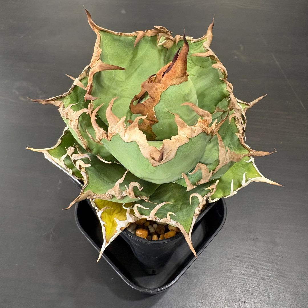 アガベ チタノタ 凱撒 シーザー Caesar②