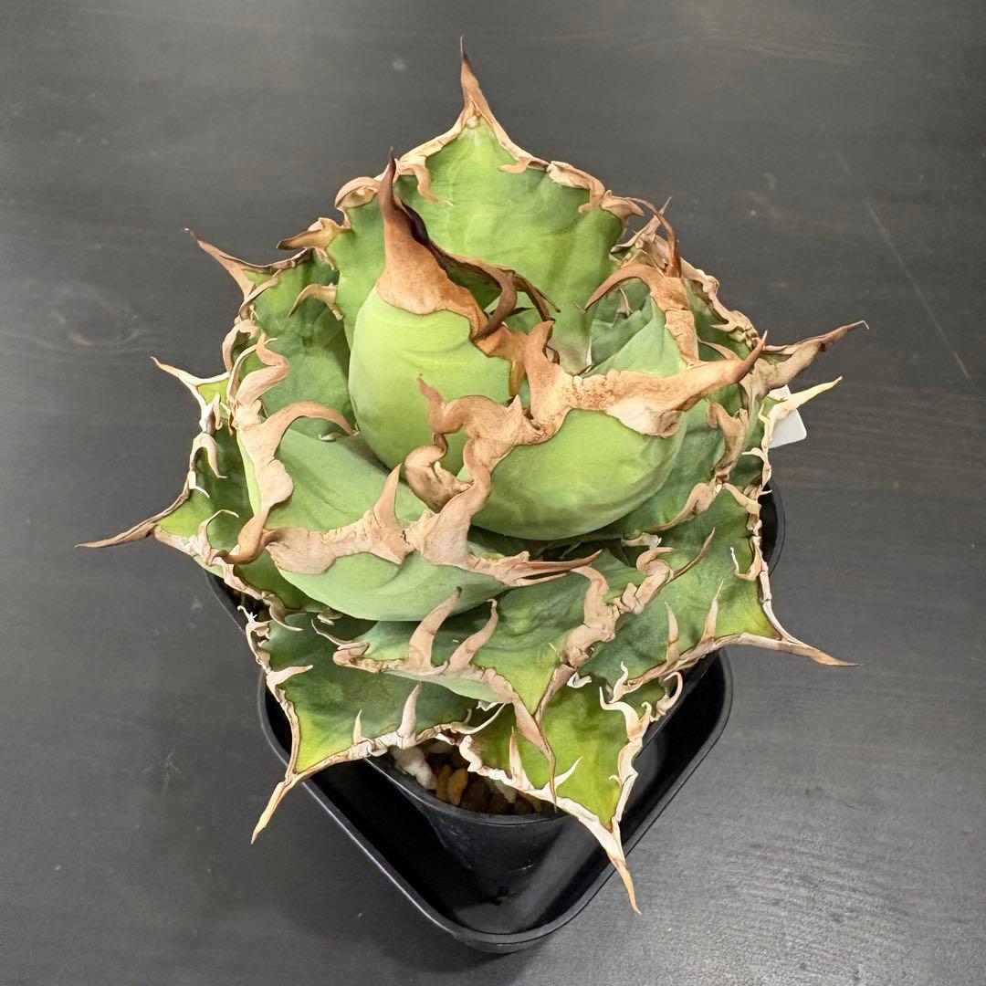 アガベ チタノタ 凱撒 シーザー Caesar②