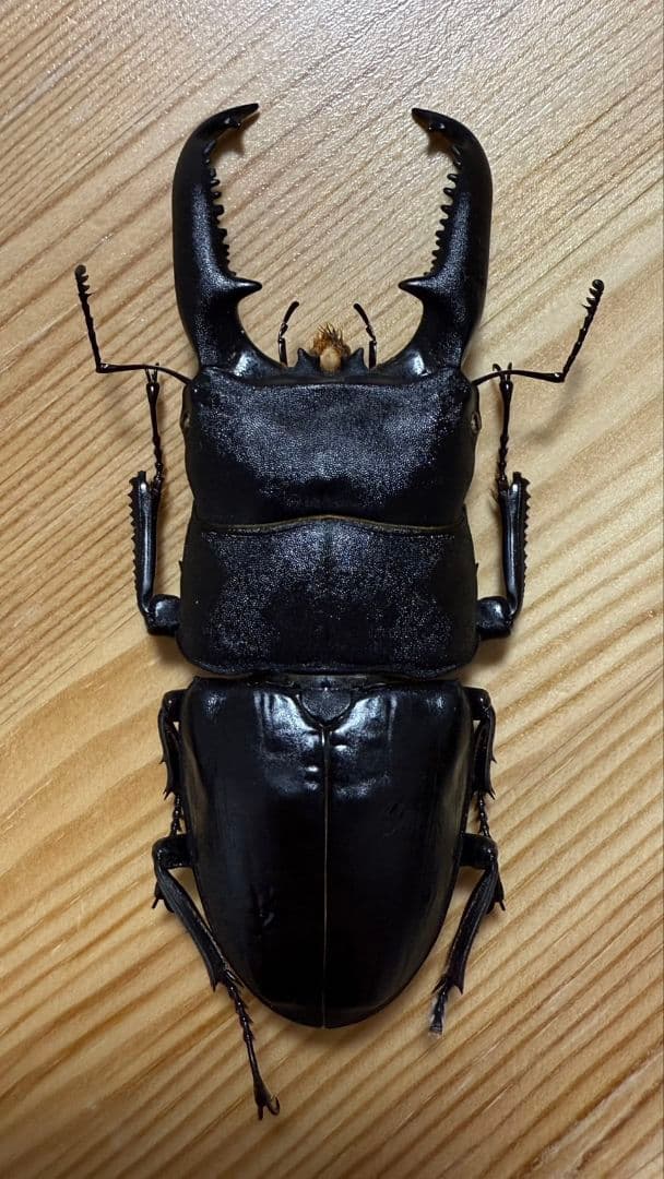 スマトラオオヒラタ　パラワンオオヒラタ　Ｂ品