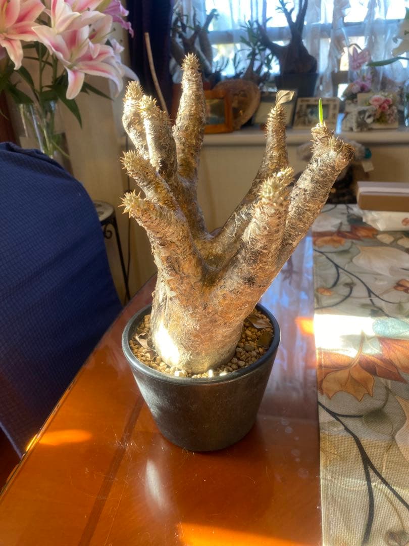 希少 イノピナツム多頭 大 現地球