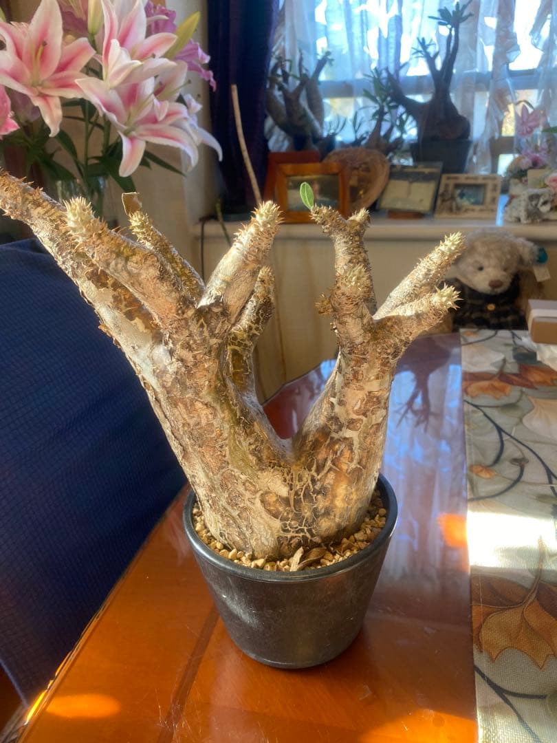 希少 イノピナツム多頭 大 現地球