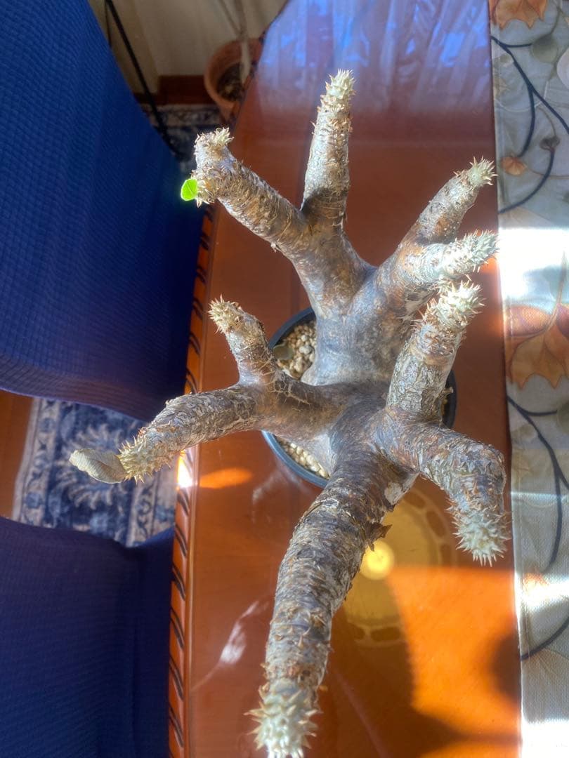 希少 イノピナツム多頭 大 現地球